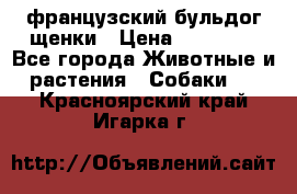 французский бульдог щенки › Цена ­ 50 000 - Все города Животные и растения » Собаки   . Красноярский край,Игарка г.